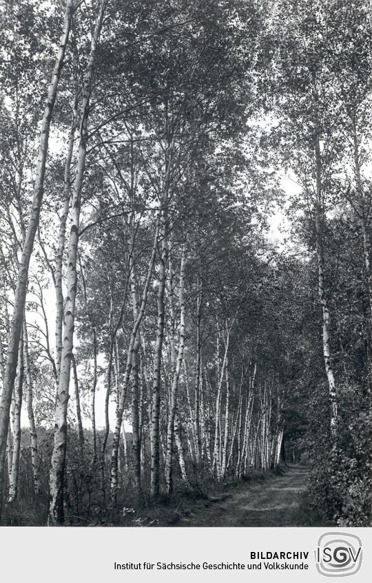 Am Kubitzteich bei Neudorf