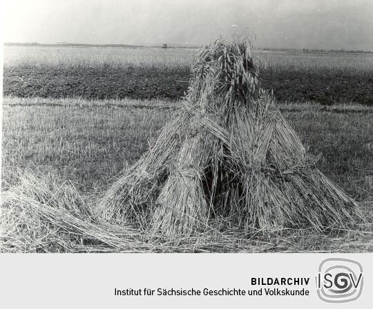 Roggenpuppen in Groß Partwitz