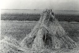 Bild: Roggenpuppen in Groß Partwitz