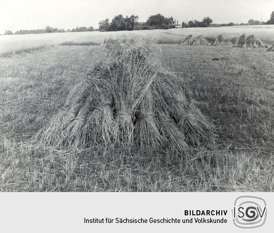 Roggenmandel in Groß Partwitz