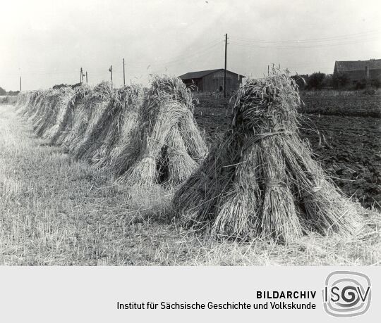 Roggenmandel in Groß Partwitz