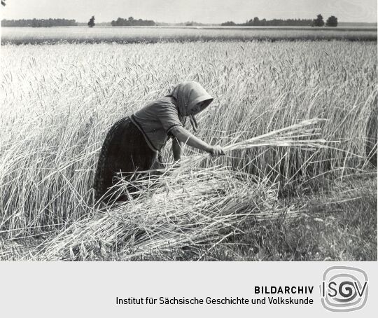 Feldarbeit in Groß Partwitz