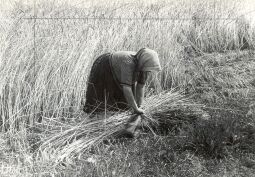 Bild: Feldarbeit in Groß Partwitz