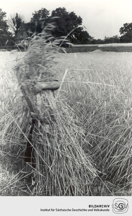Feldarbeit in Groß Partwitz