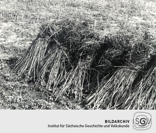 Feldfrüchte in Groß Partwitz