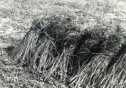 Bild: Feldfrüchte in Groß Partwitz