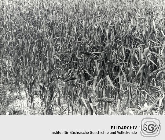 Feldfrüchte in Groß Partwitz