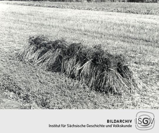 Feldfrüchte in Groß Partwitz