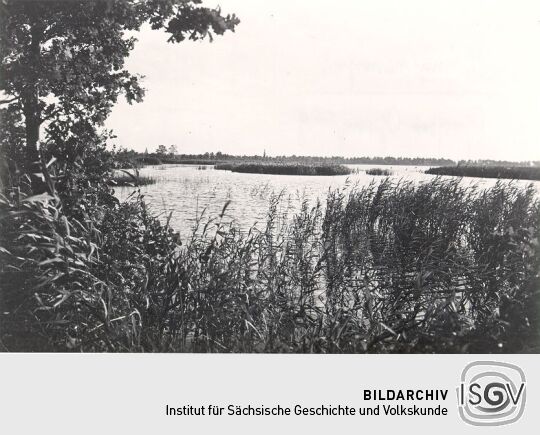 Teich bei Königswartha