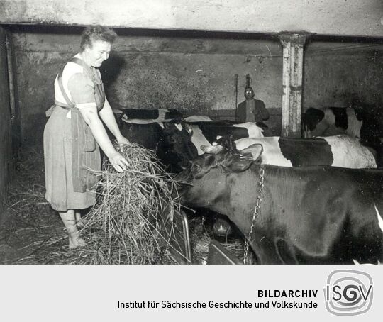 Füttern der Kühe - ISGV Bildarchiv