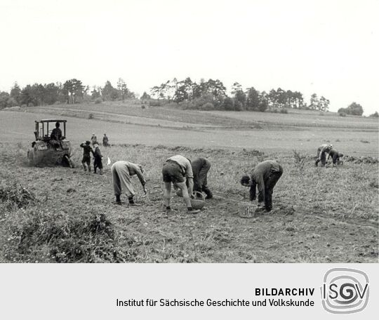 Kartoffelernte bei Lohsa