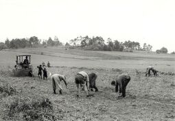Bild: Kartoffelernte bei Lohsa