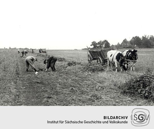 Kartoffelernte bei Lohsa