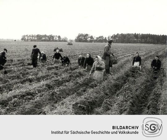 Kartoffellesen