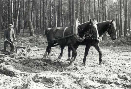 Pferdegespann beim Pflügen