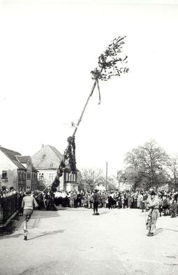 Bild: Maibaumwerfen in Radibor