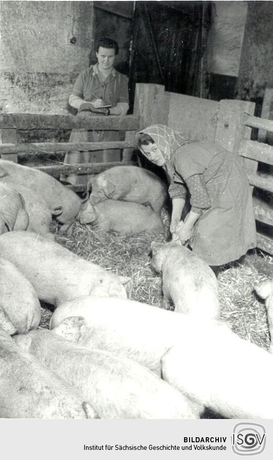 Schweine in der LPG in Lehndorf