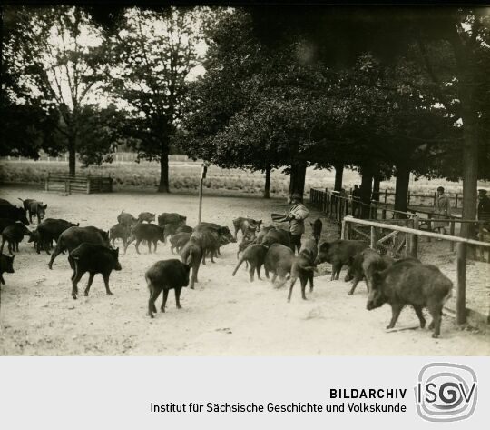 "Fütterung der Wildschweine"
