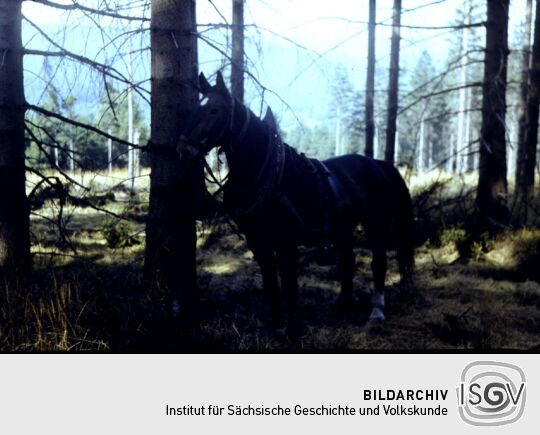 Forstwirtschaft bei Großröhrsdorf