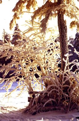 Bild: Winter am Kahleberg bei Altenberg