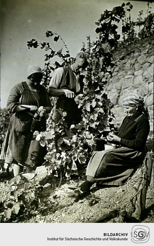 Bei der Weinlese