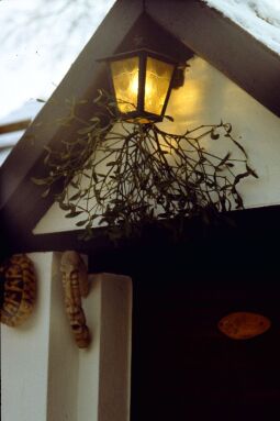 Bild: Ortsansicht in Moritzburg