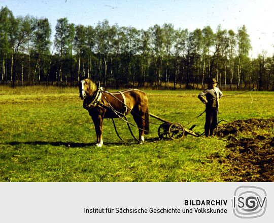 Der Scheutschick-Müller aus Wittichenau beim  Pflügen