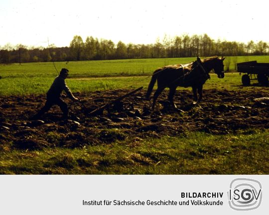 Der Scheutschick-Müller aus Wittichenau beim  Pflügen