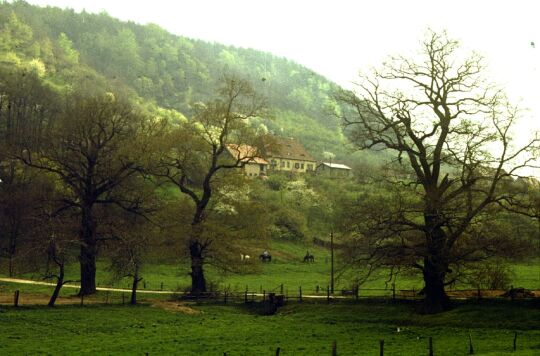 Pirna Graupa - Blick zum Elbhang mit Wohnhaus und ehem. Töpferei