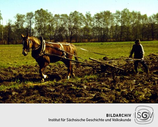Der Scheutschick-Müller aus Wittichenau beim  Pflügen