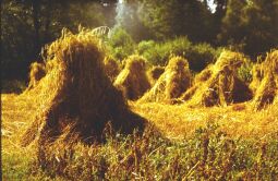 Bild: Kornpuppen  am Fuchshübel bei Altenberg