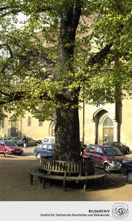 Baum in Meißen - Domplatz/ Burgberg