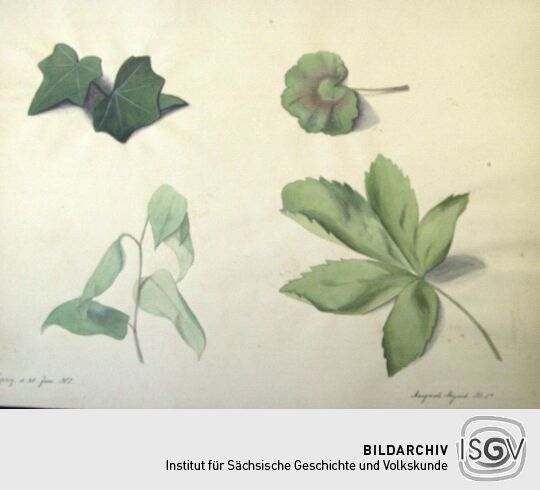 Blätterdekor von Margarete Meyrich