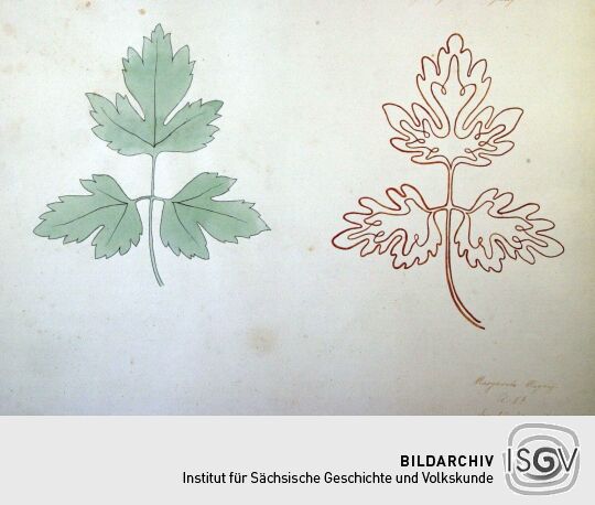 Blättermotiv von Margarete Meyrich