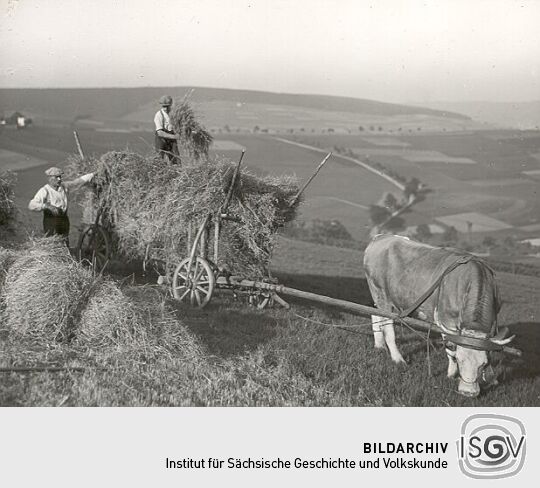 Haferernte in Oberwiesenthal