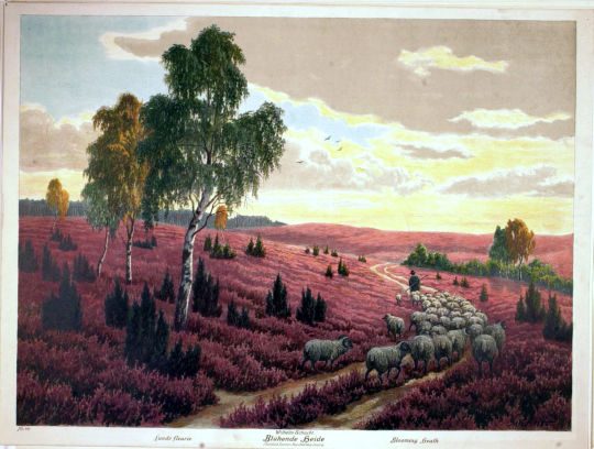 Lithografie 'Blühende Heide' von Wilhelm Schacht