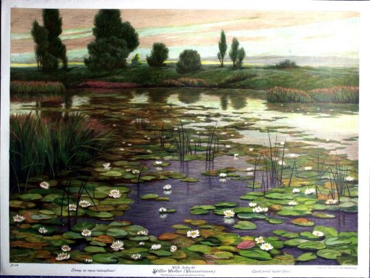 Lithographie 'Stiller Weiher' von Wilhelm Schacht
