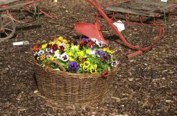 Bild: Ansicht der Landesgartenschau in Großenhain