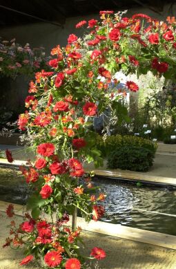 Bild: Ansicht der Landesgartenschau in Großenhain