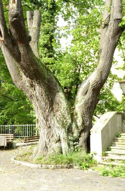 Bild: Ortsansicht in Zschorna