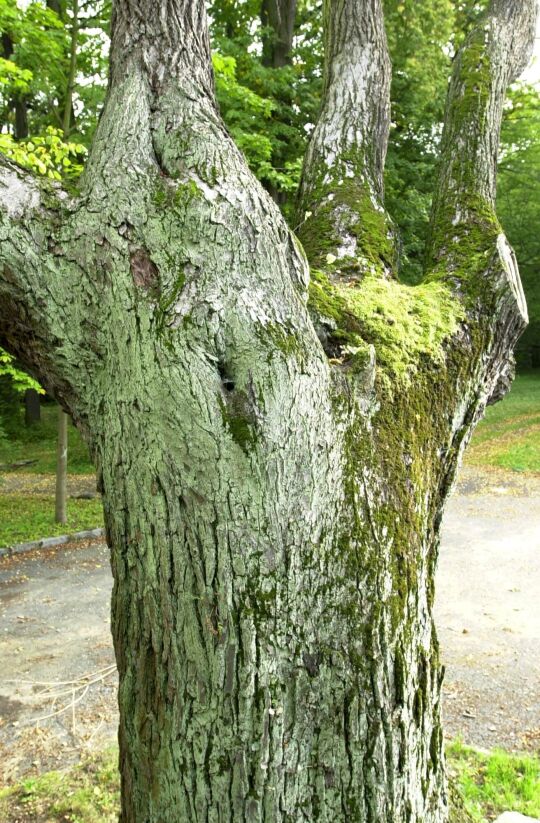 Ortsansicht in Zschorna