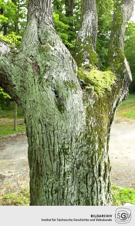 Ortsansicht in Zschorna