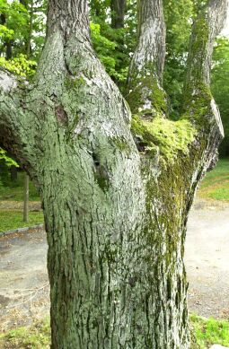 Bild: Ortsansicht in Zschorna