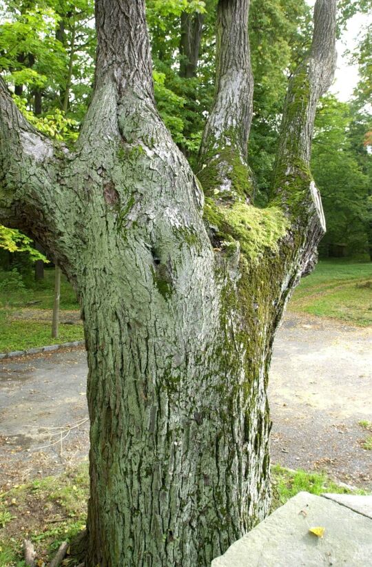 Ortsansicht in Zschorna