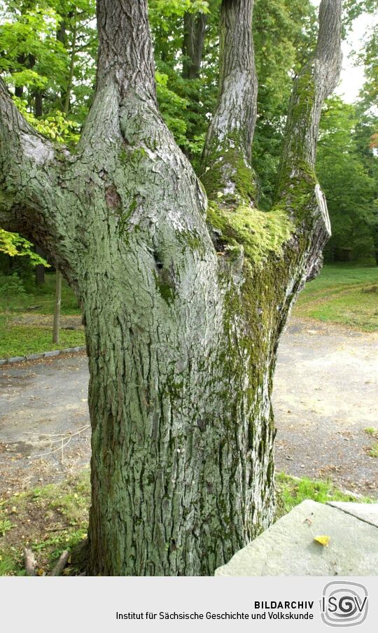 Ortsansicht in Zschorna