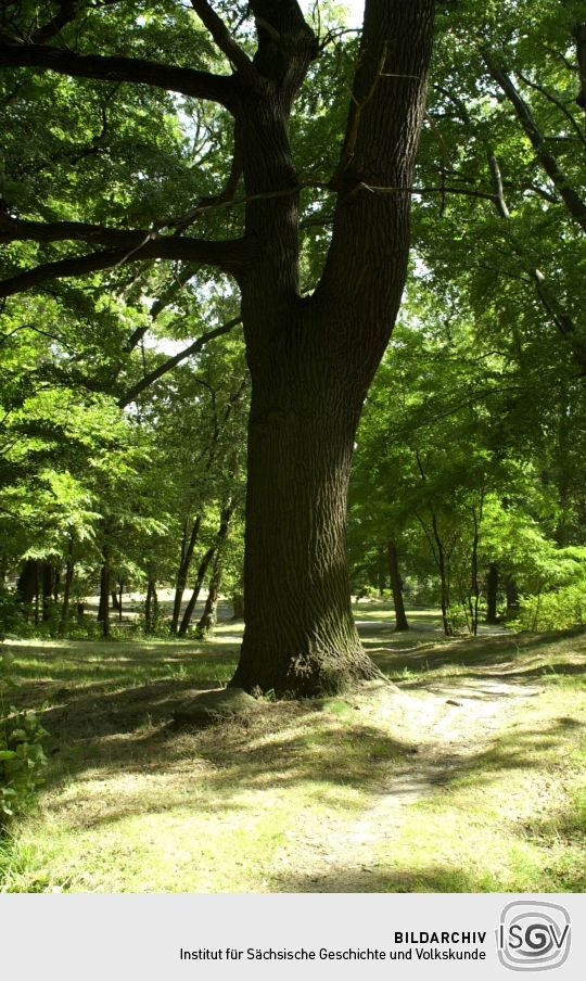 Ortsansicht in Cunewalde