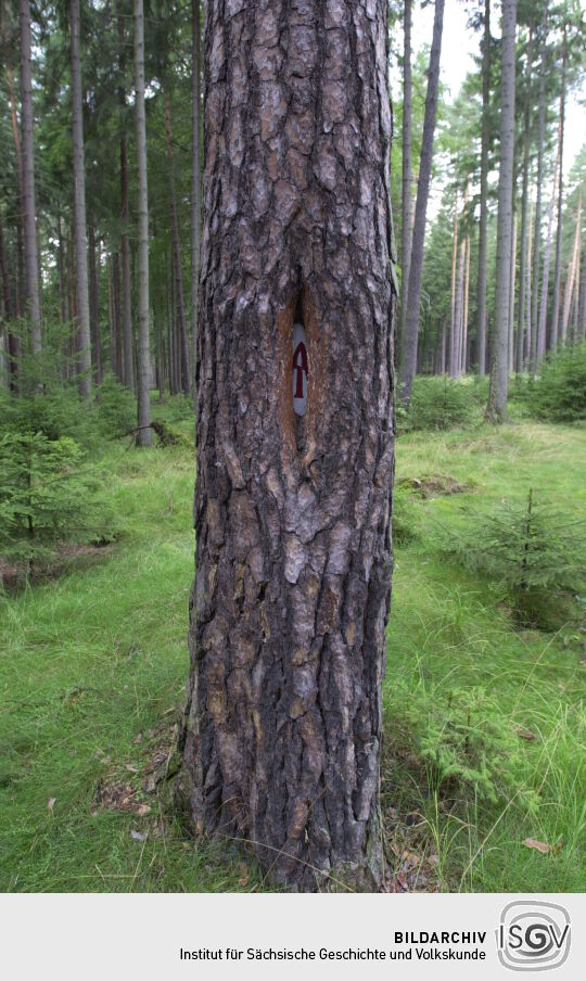 Landschaftsansicht in der Dresdner Heide