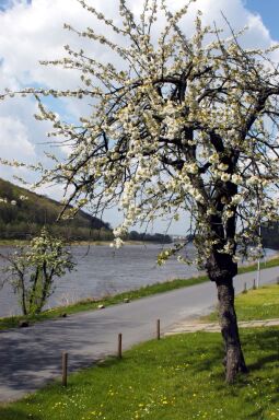 Bild: Landschaftsansicht in Pirna