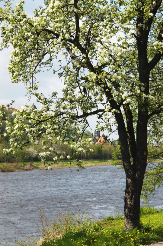 Landschaftsansicht in Pirna