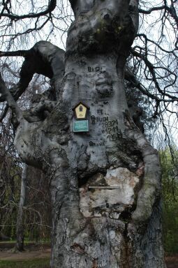 Bild: Ortsansicht in Helfenberg